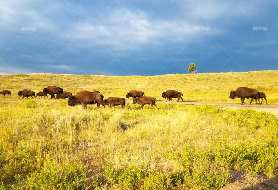 Buffalo roaming