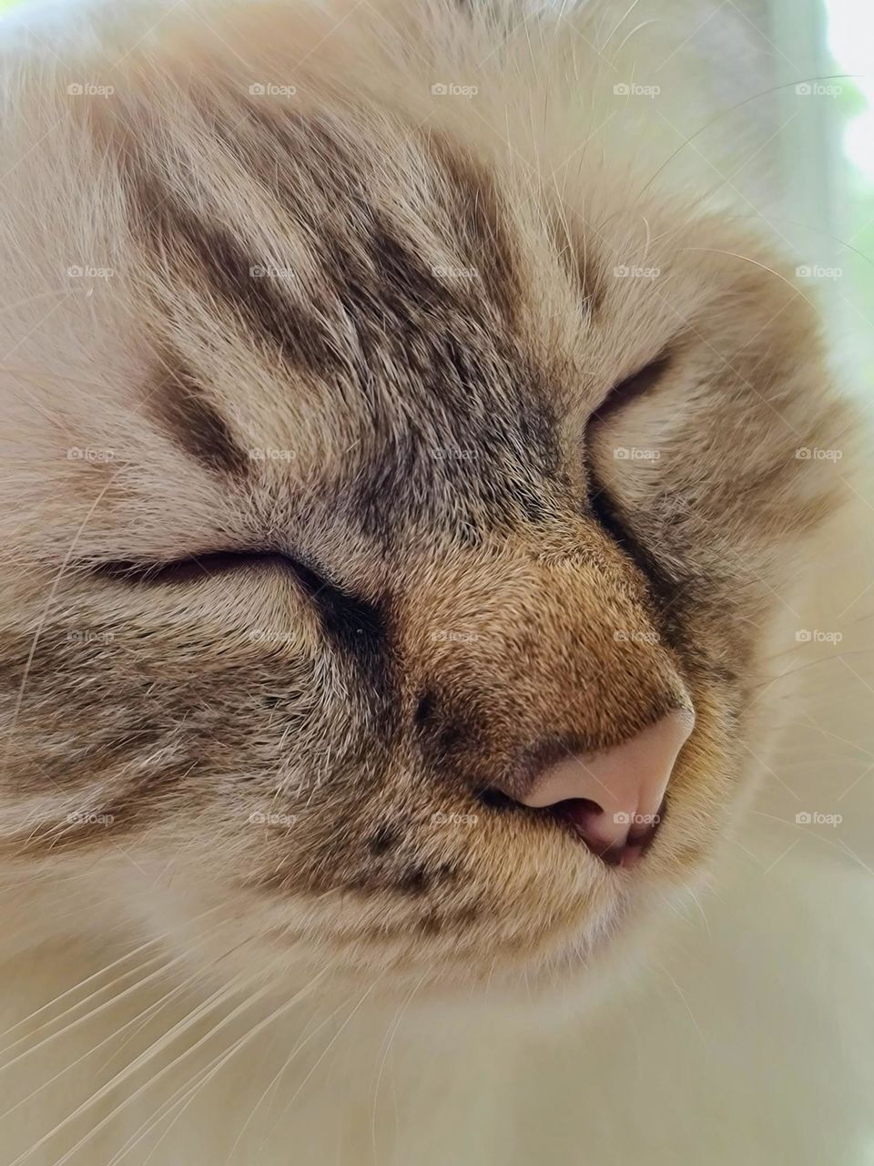 Close up of sleeping tabby cat