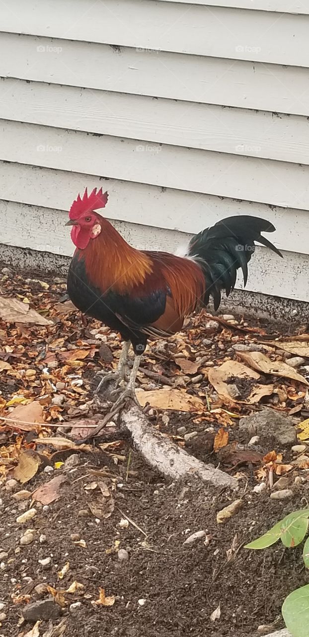El gallo: Morning rooster