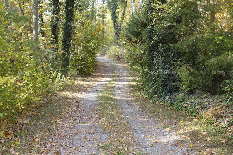 leaves road fall by bobettelambert