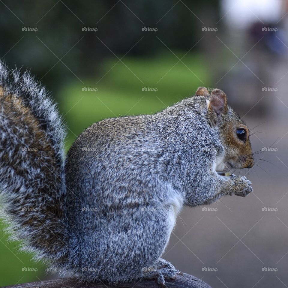 squirrel