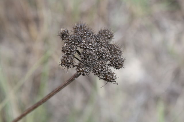 close up weed
