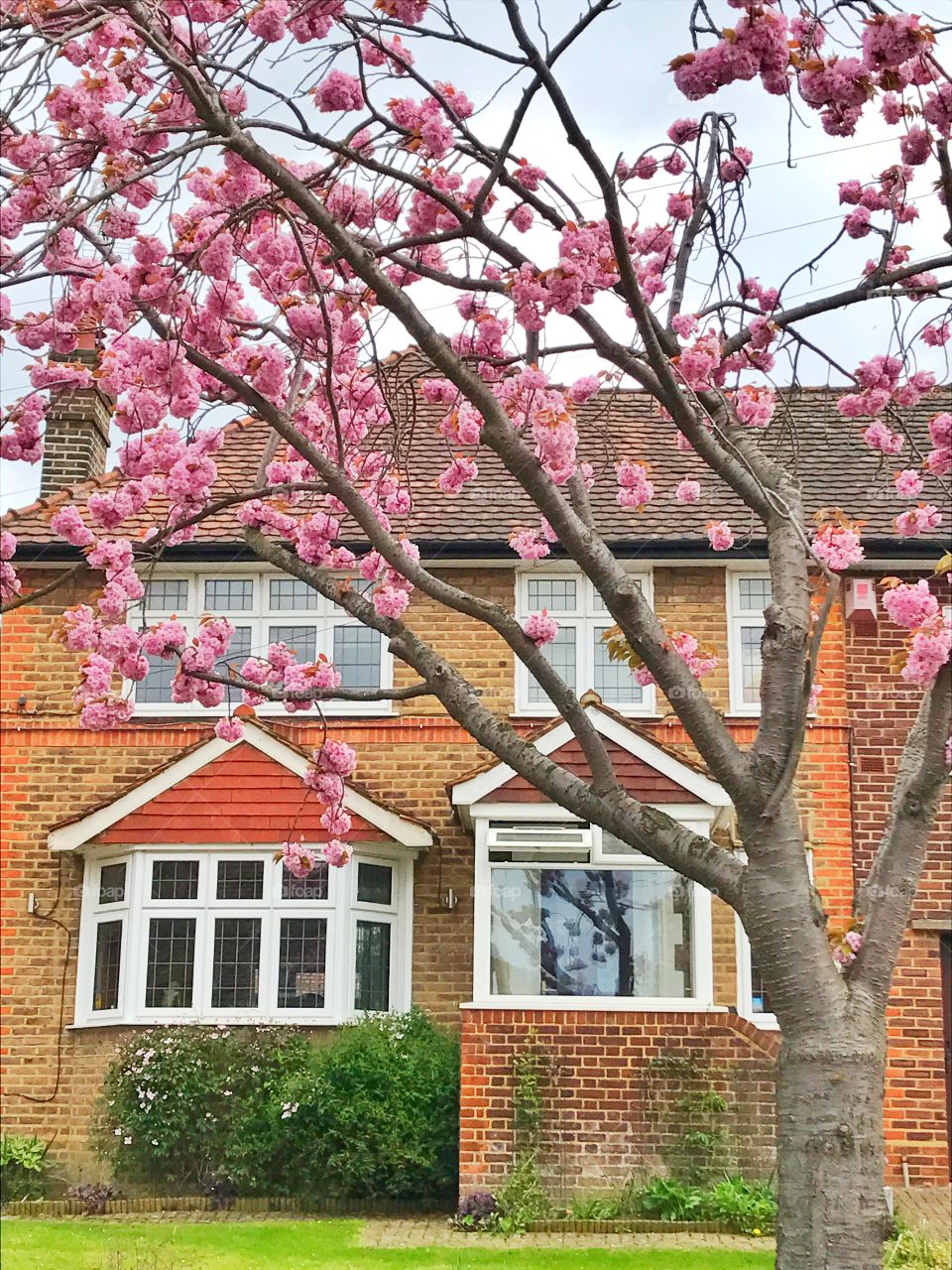Pink cherry blossom tree in front of a house in London, UK