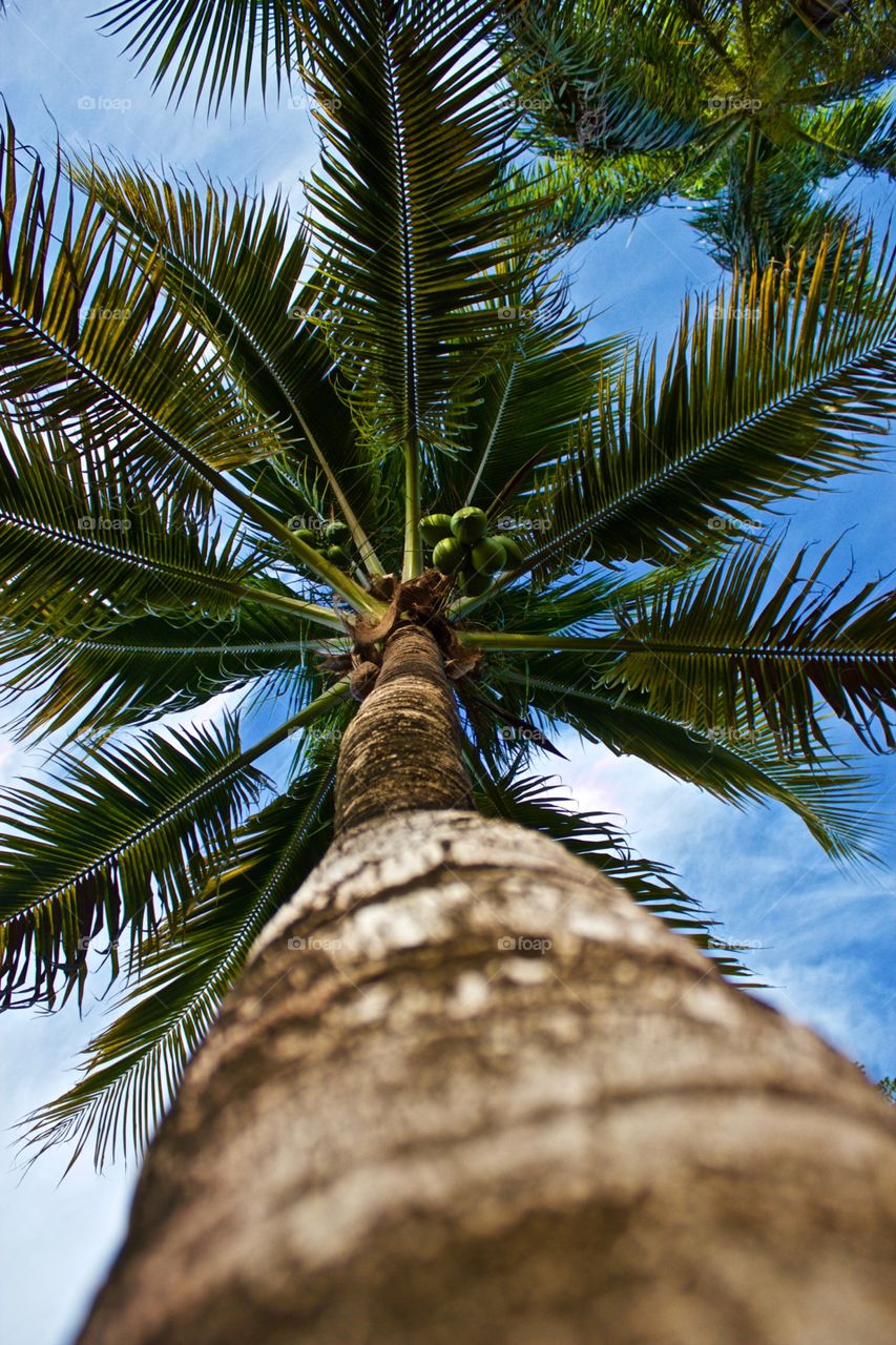 Coconuts of the Bahamas. Winter in Paradise 