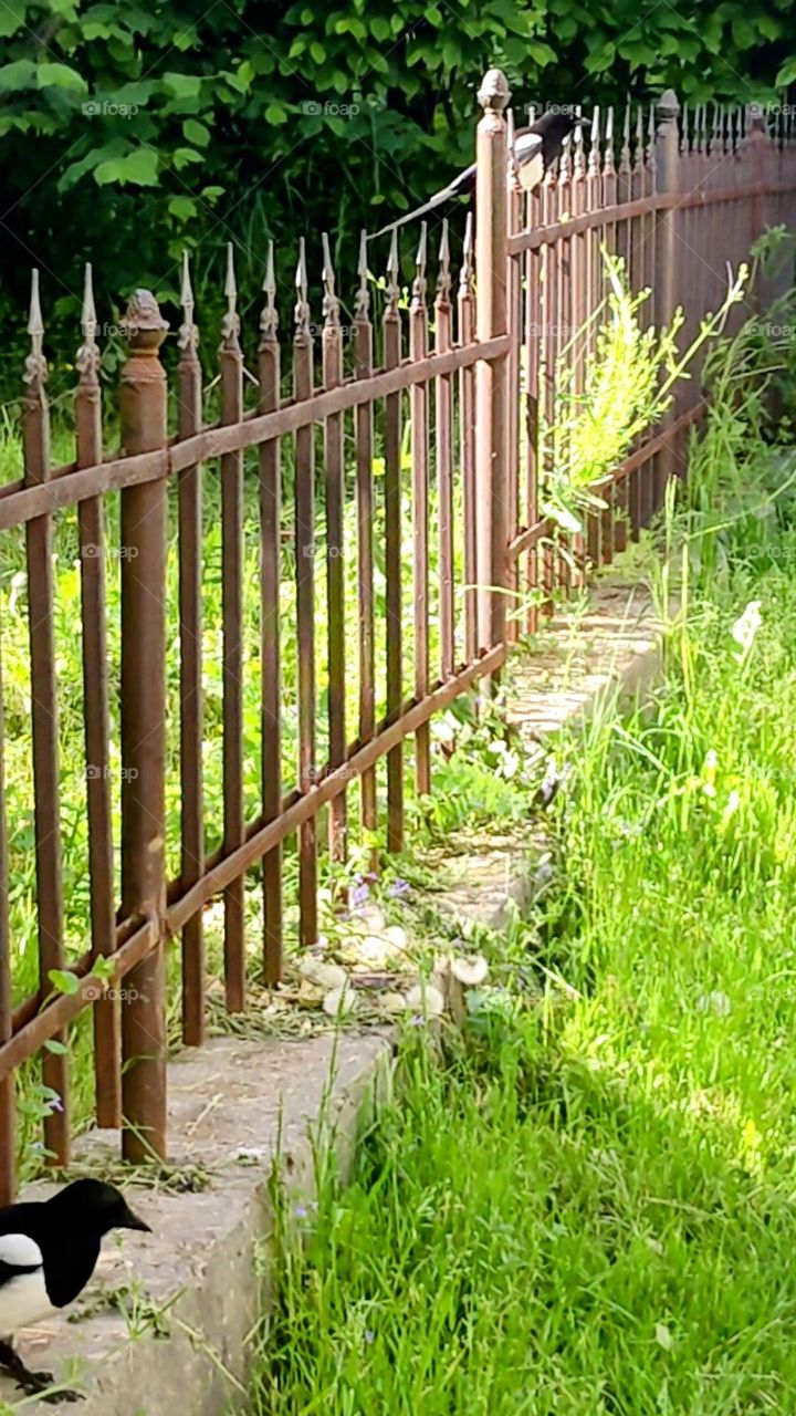 Sitting on the fence