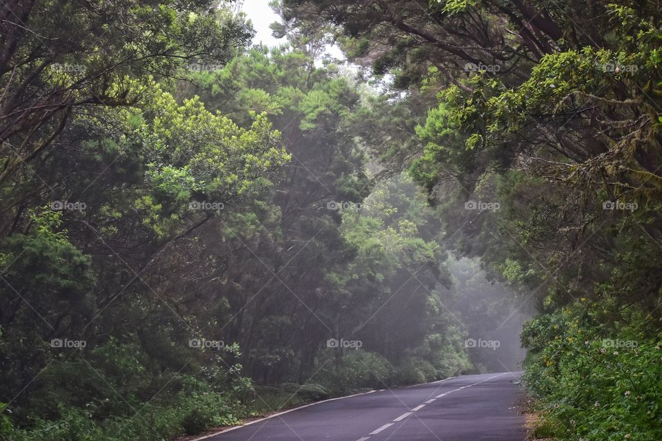 foggy forest road on la gomera canary island in Spain - garajonay national park road trip