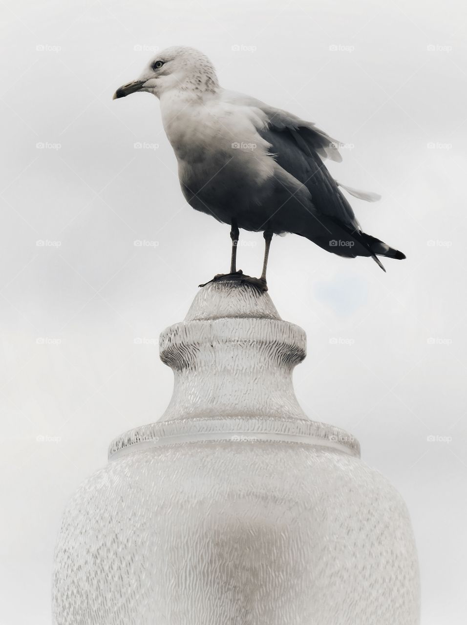 Old Montreal Seagull on lightpost 