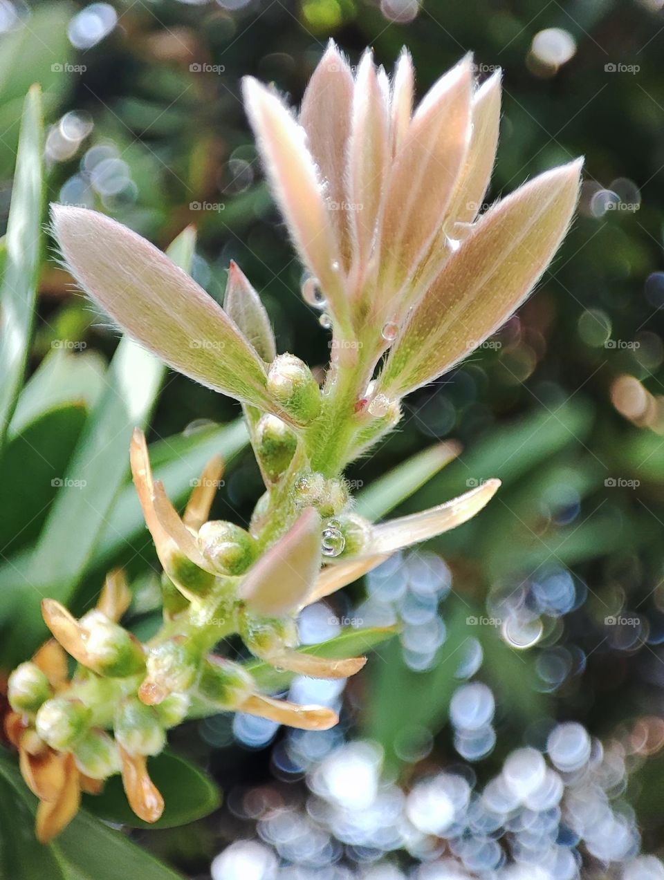 Bottle brush leaves