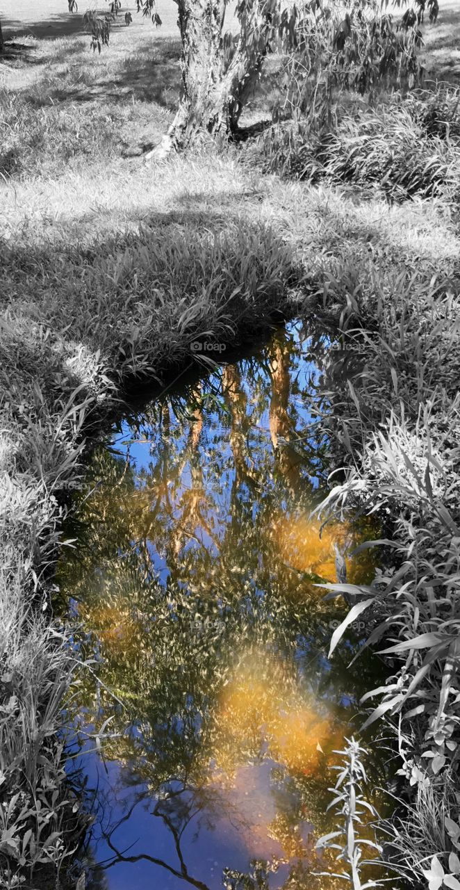 Reflection in creek