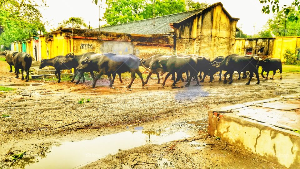 The water buffalo or domestic Asian water buffalo is a large bovid originating in South Asia, Southeast Asia, and China. Today, it is also found in Europe, Australia, North America, South America and some African countries. 