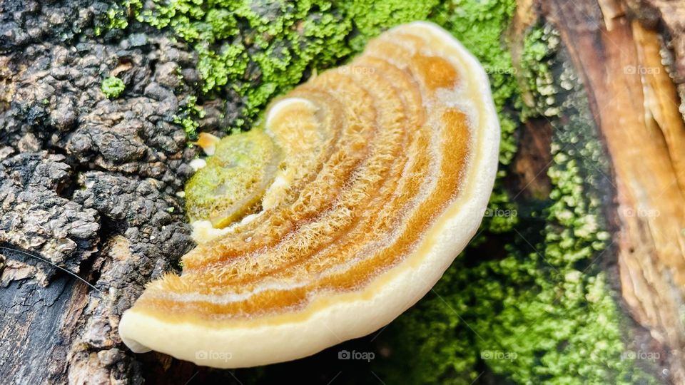 Fungus