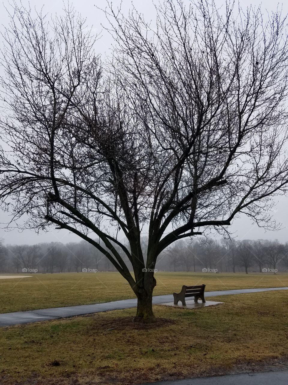 rainy park