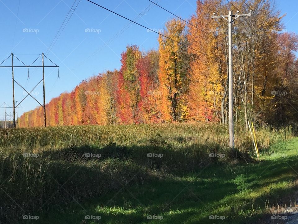 Fall, No Person, Tree, Landscape, Nature