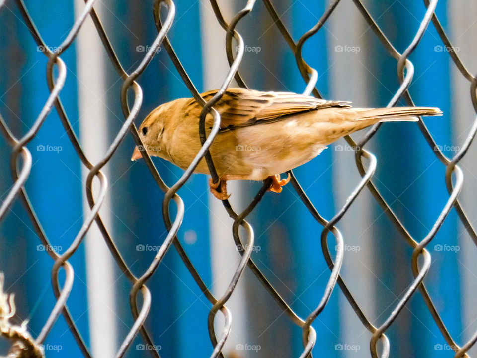 Indian house sparrow sitting on Net compound looking like a Art of composition.Birds Face is not shown because of Model release issue 😂😂😂😂