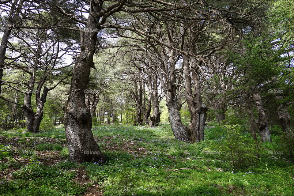 Cedar trees in forest