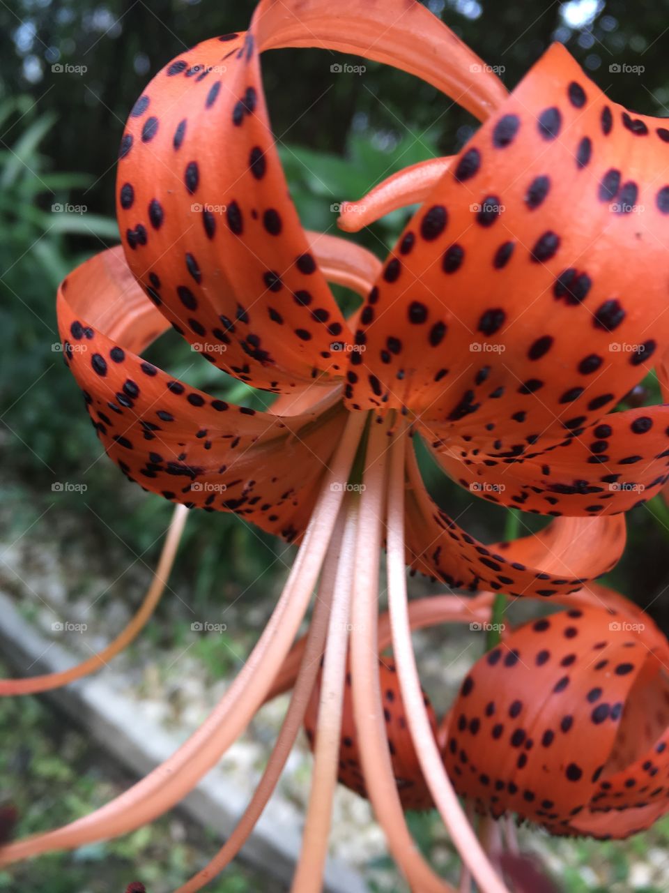 Little orange lily 