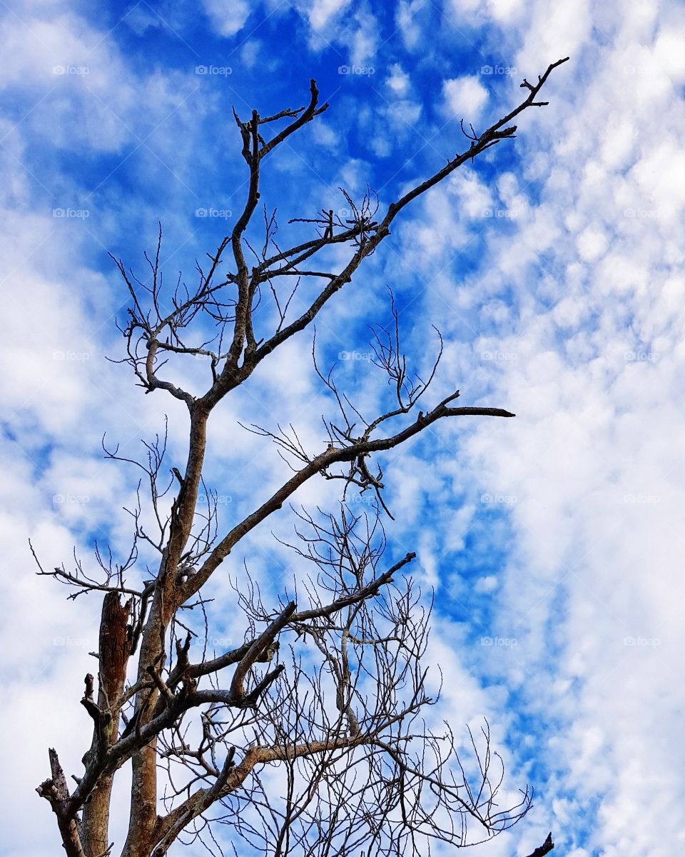 Bare tree against blue sky
