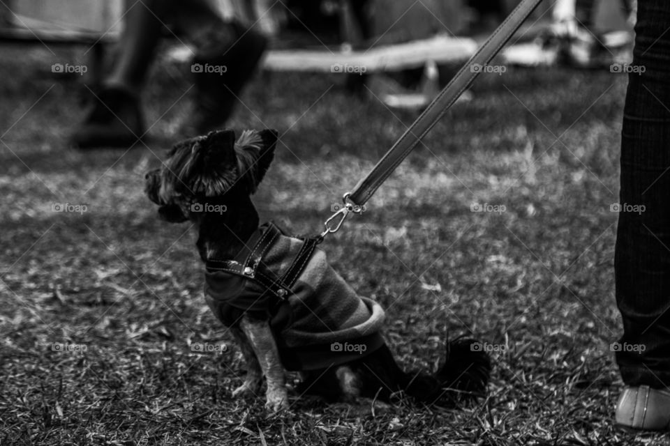 Pequeno cachorro sentado e com coleira esticada na diagonal