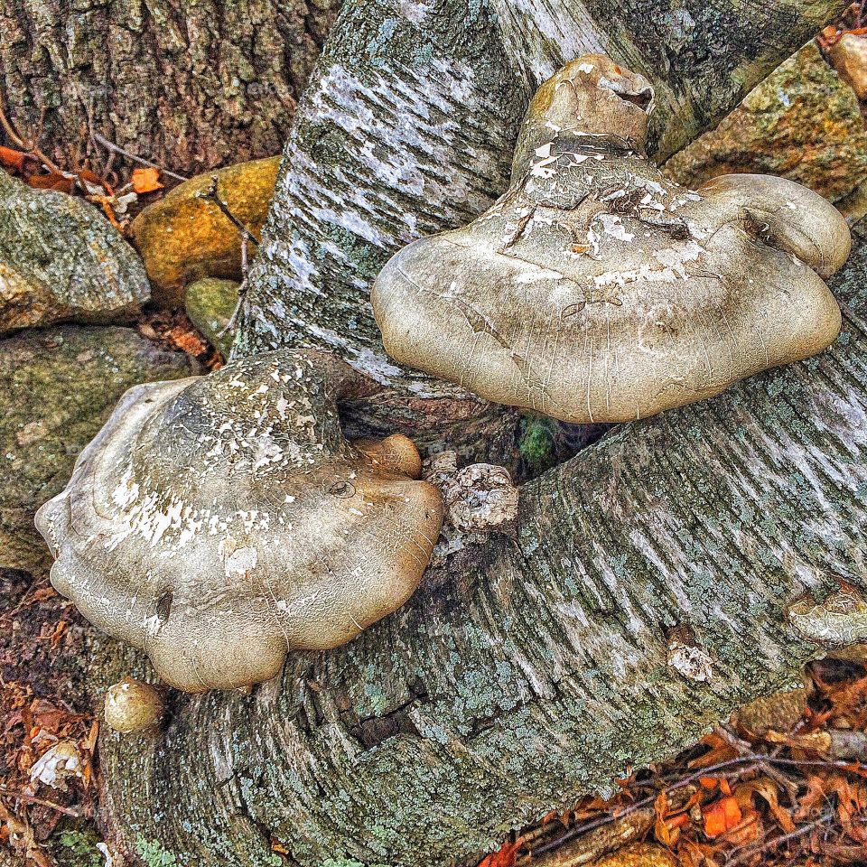 Birch Polypore...