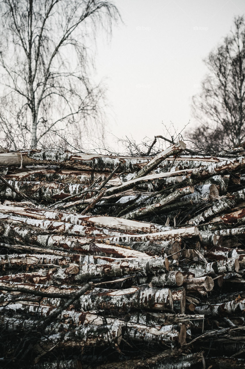 Tree, No Person, Wood, Winter, Nature