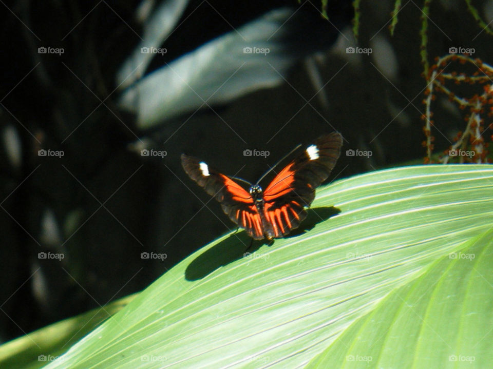 jungle butterfly fly exotic by dixieyankee