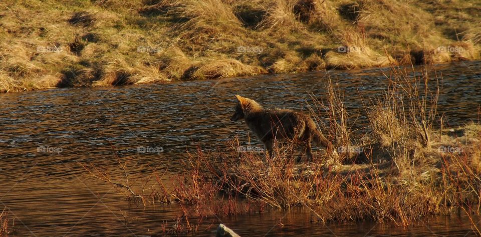 Water, Mammal, River, No Person, Wildlife