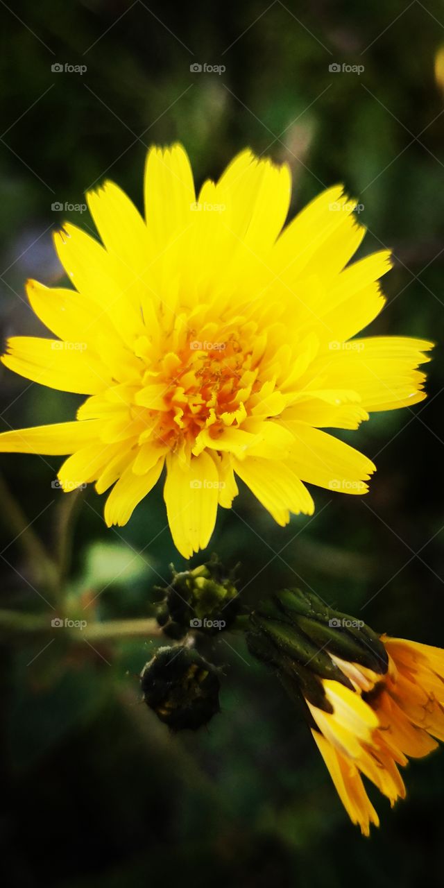 Yellow flower in the winter day