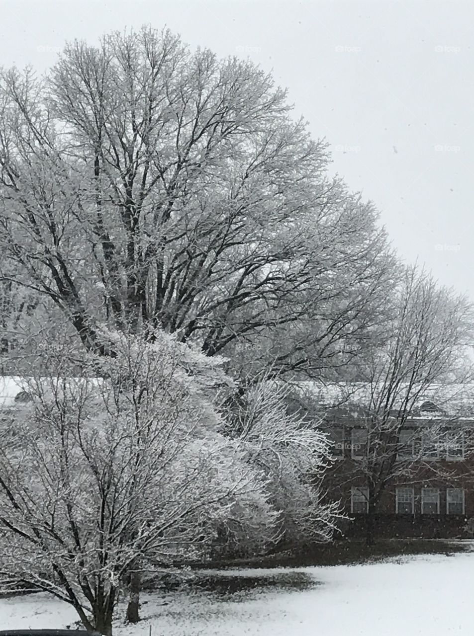 Winter trees 