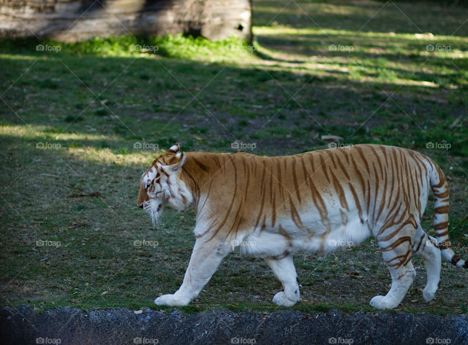 Bengal Tiger 