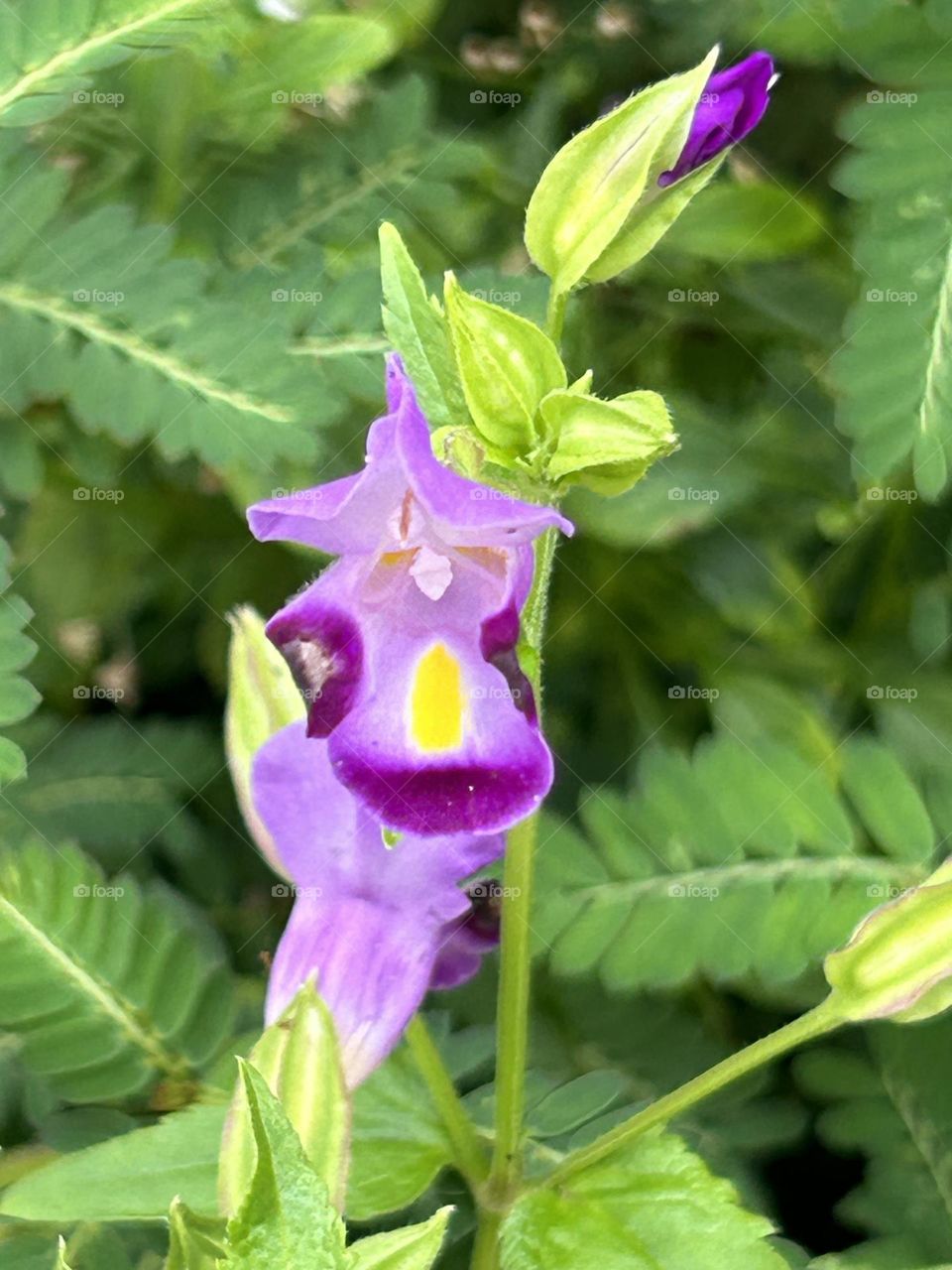 Torenia Fournier 🌷