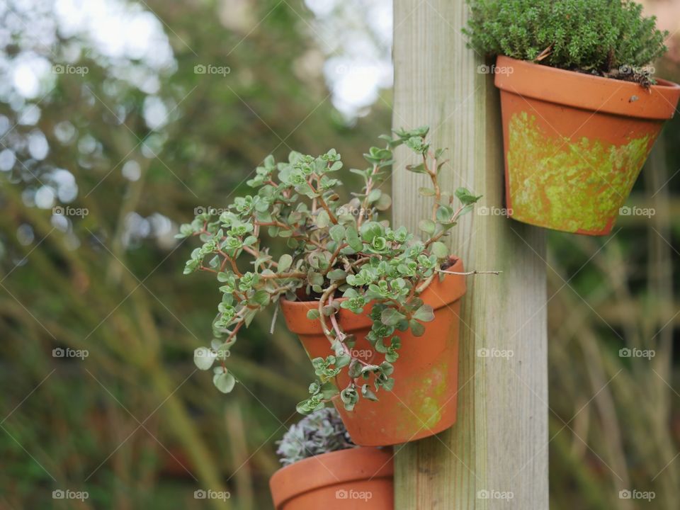 Garden pottery