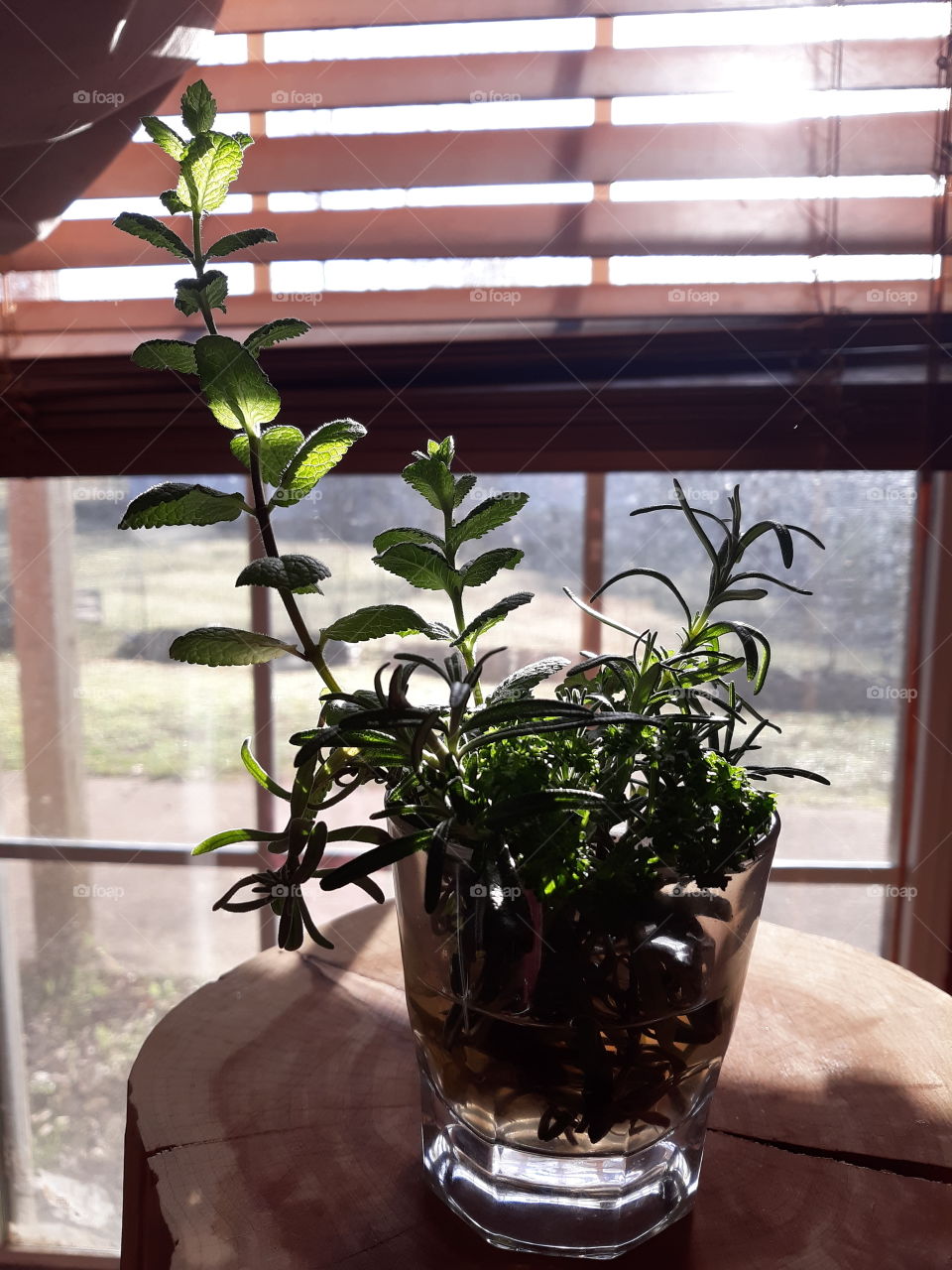 Herbs Making Roots in Glass of Water in the Window