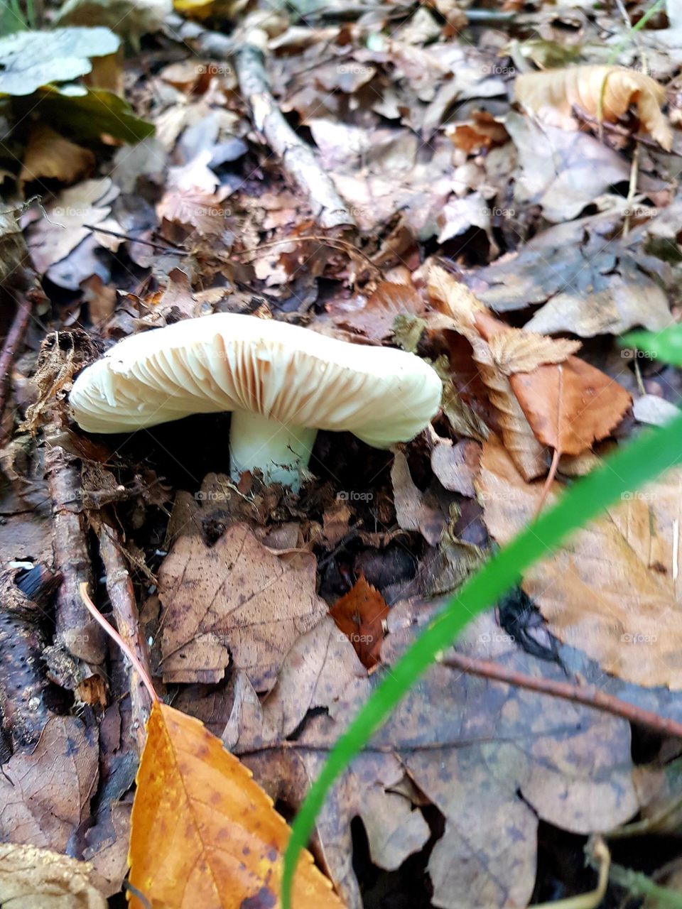 Some kind of mushroom in the forest's foliage