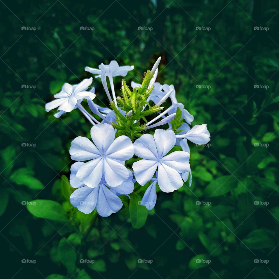 blue flowers with green leaves background