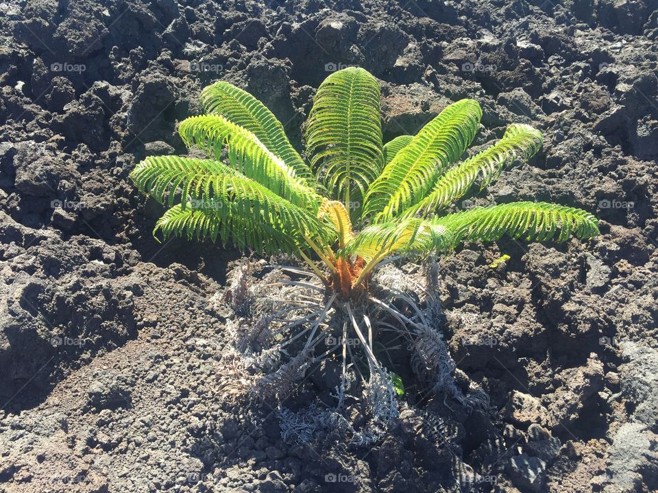 Plant on the volcano in Hawaii 
