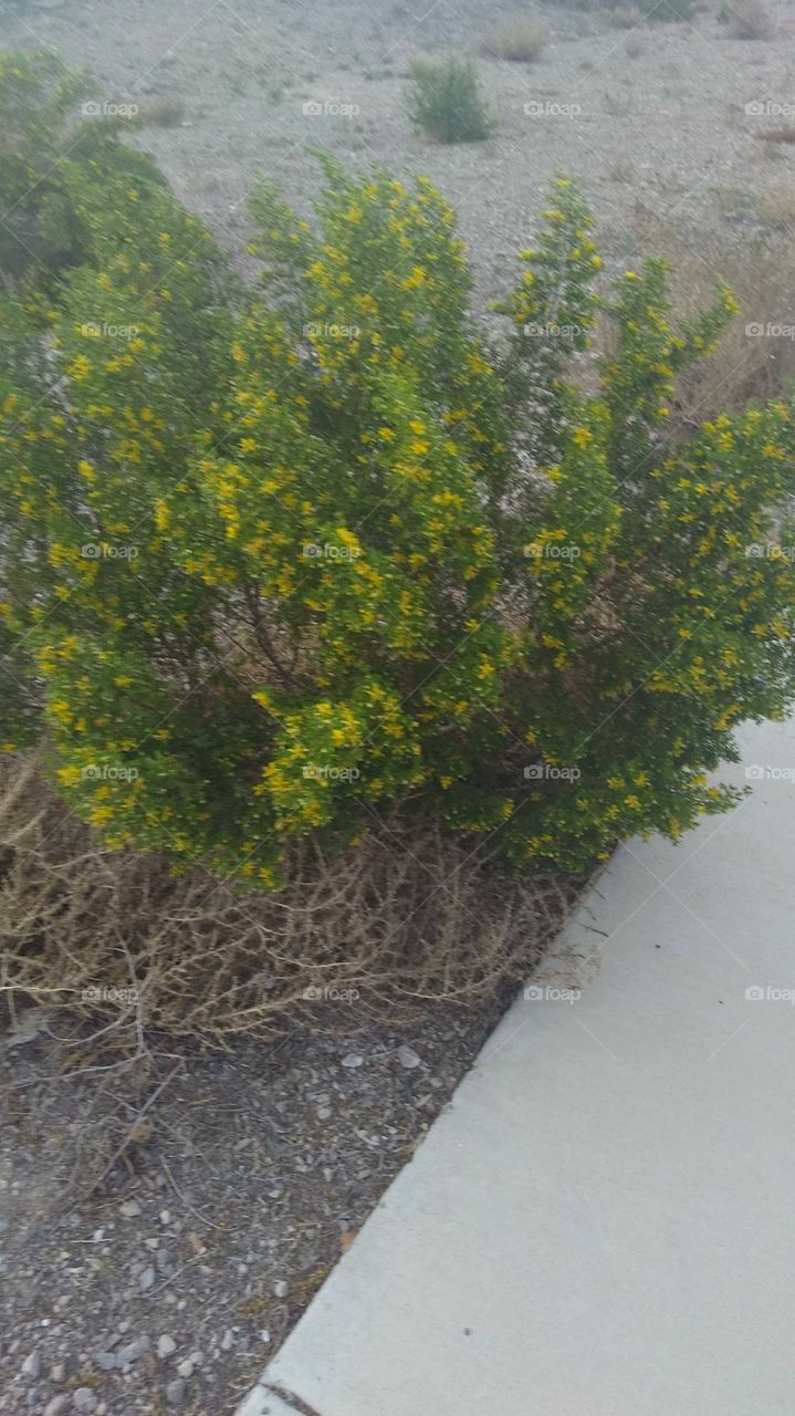 Picture of a beautiful desert bush