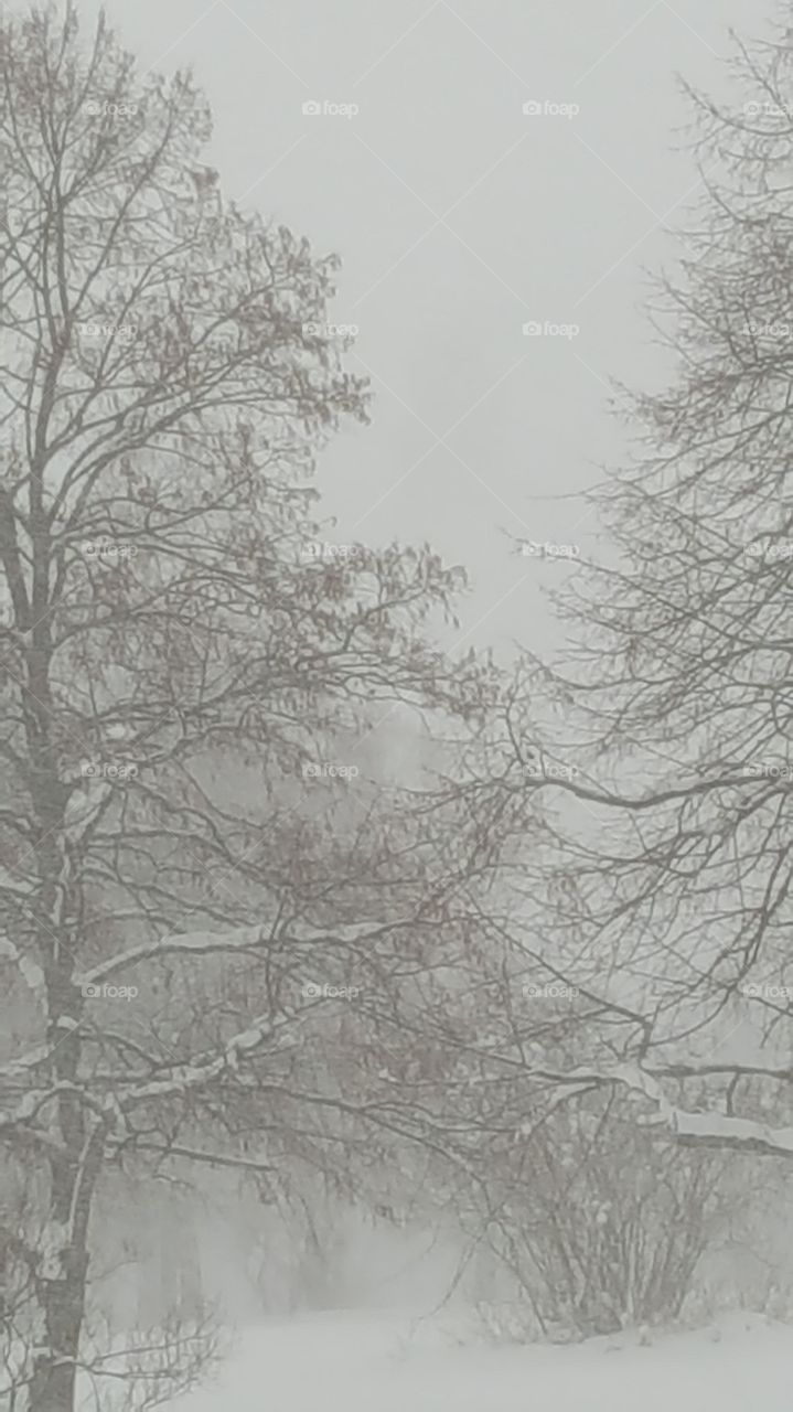 forest in snow storm