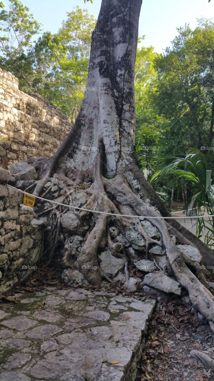 Tree Growing from Ancient Ruins