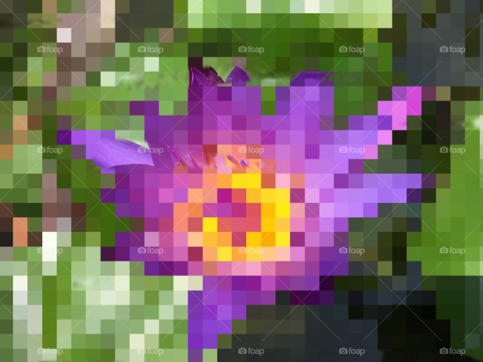 Bokeh lotus in garden 