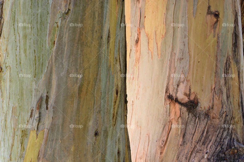 Two trunks of eucalyptus