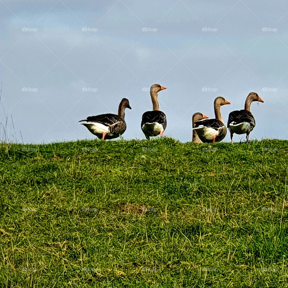 Five geese on / behind the dike