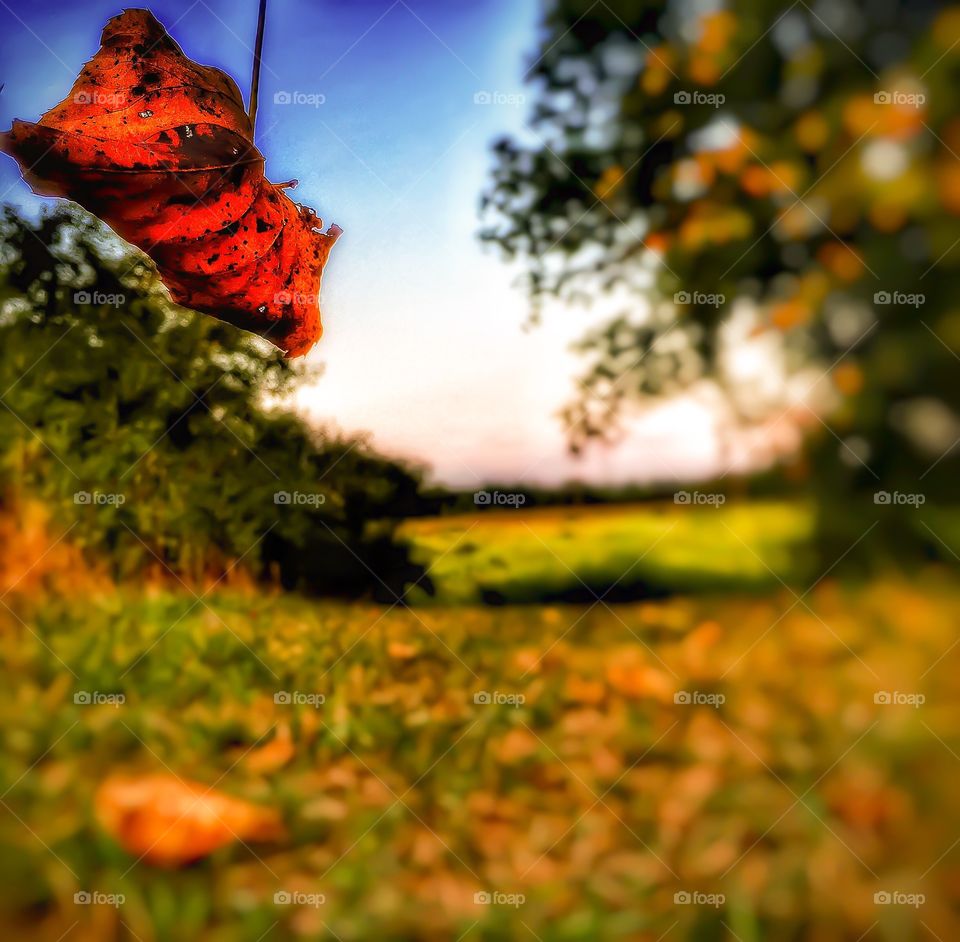 Autumn watches summer depart. One of the first dead leaves of the approaching fall/autumn 