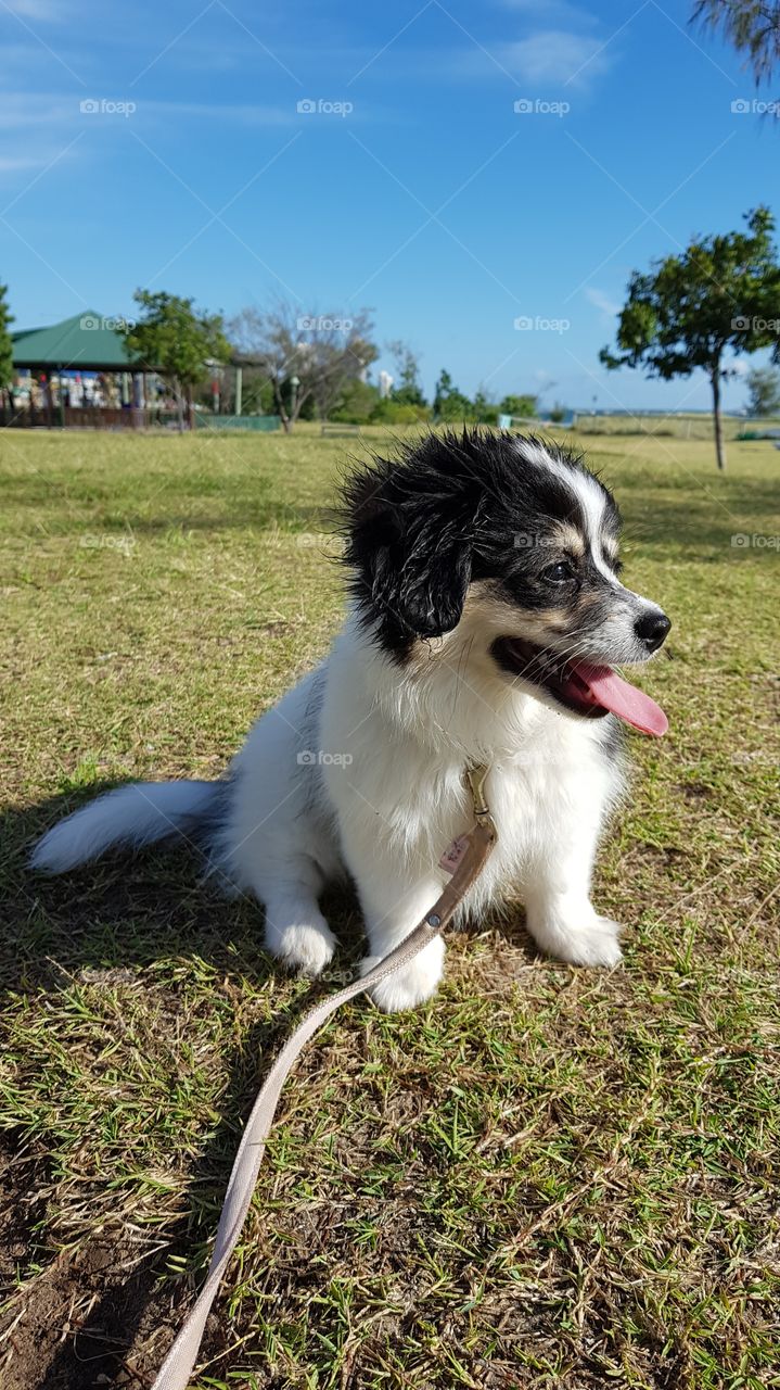 Morning Walk in the park