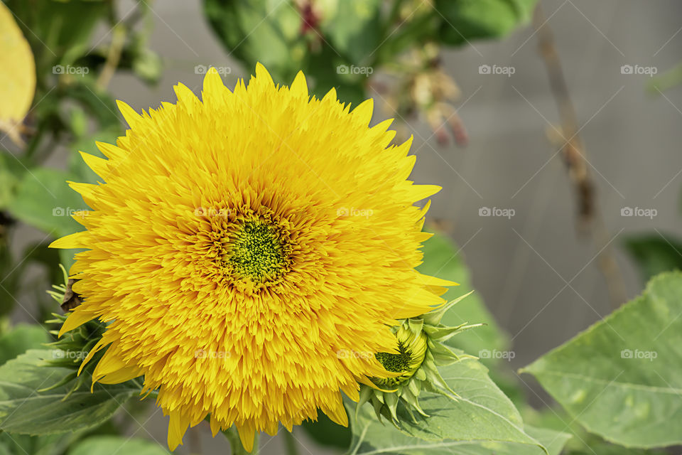 Sunflowers or Helianthus annuus in garden.