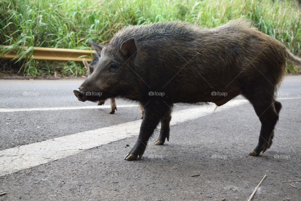 Wild boar pig Hawaii