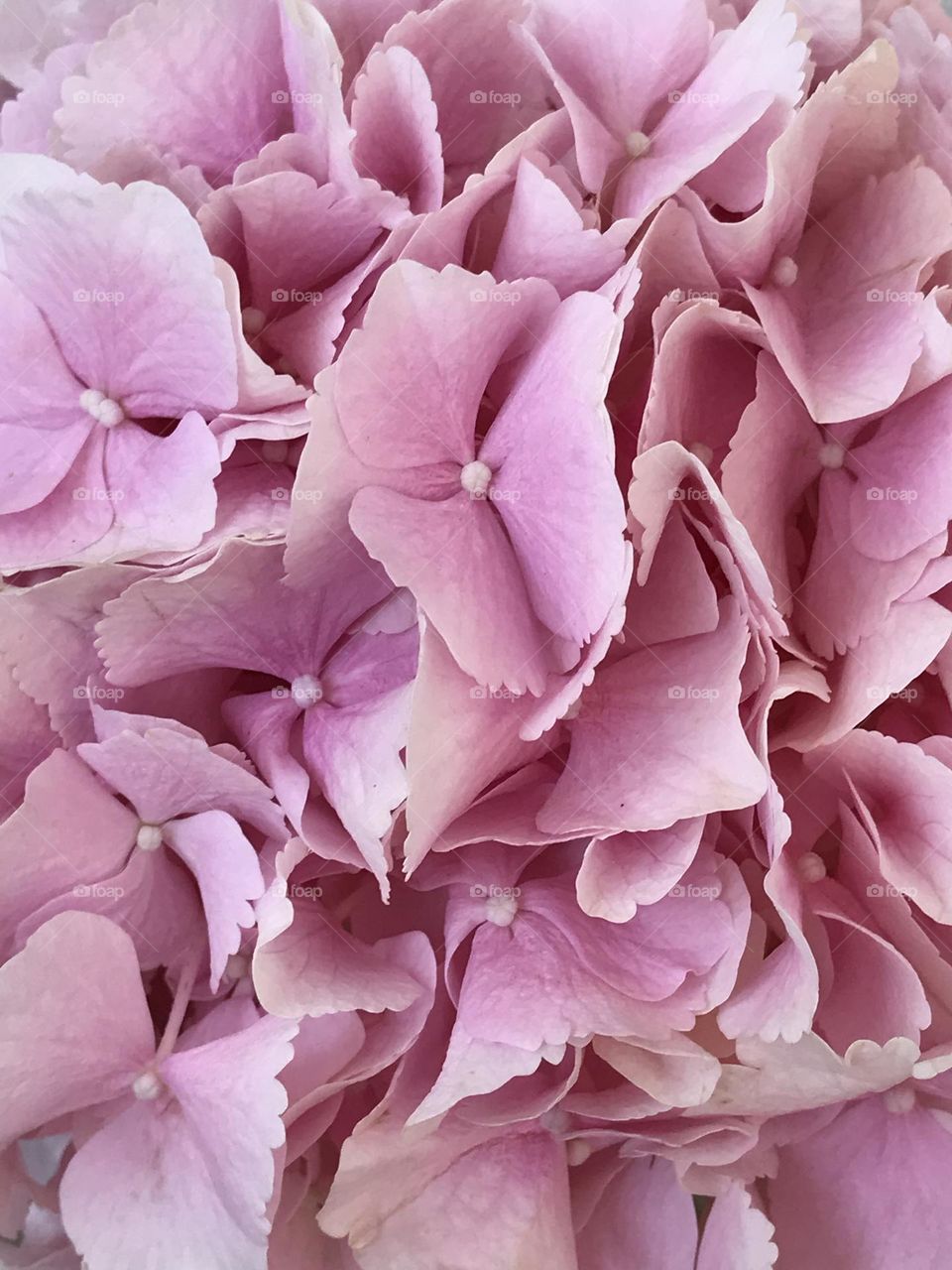 Pink hydrangea 