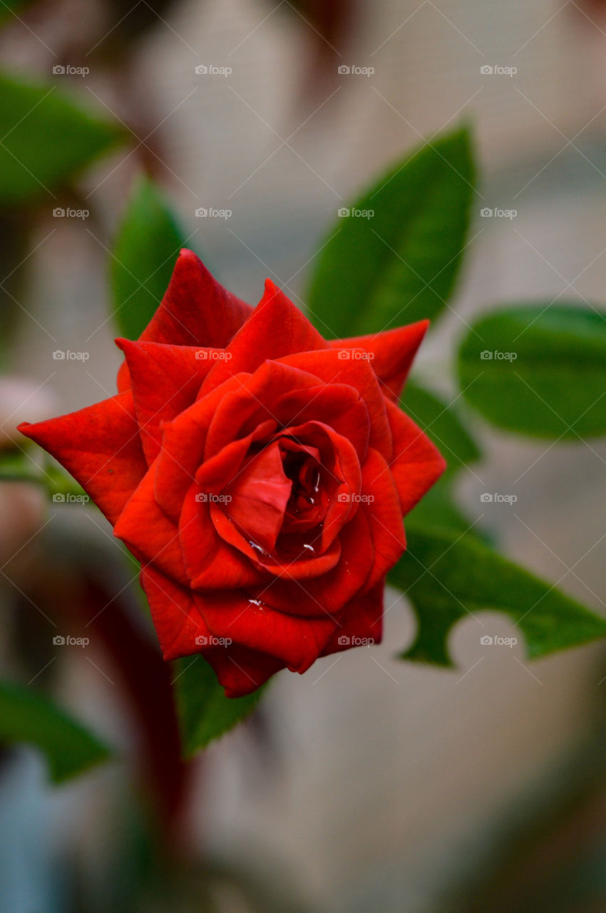 what do you think of this beautiful rose