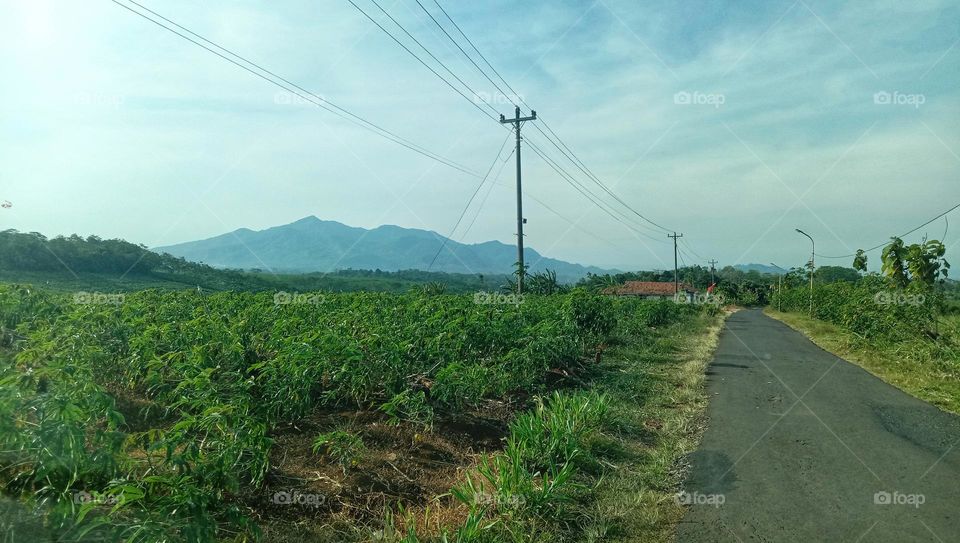View of the cassava garden, with mountains in the background