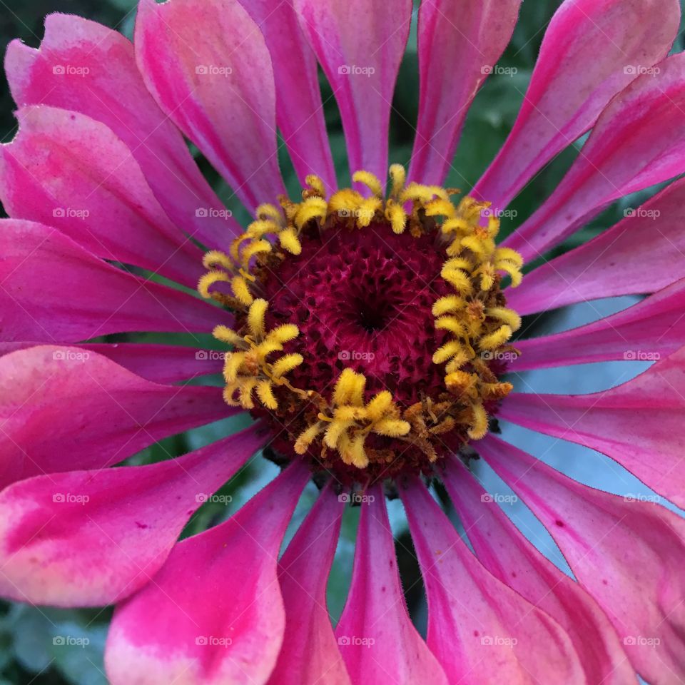 Pink Zinnia 