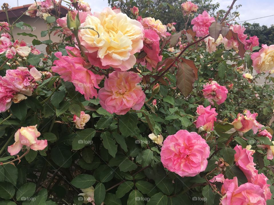 #NoFILTER - 
#Roseiras do nosso #jardim: estão floridas graças à #primavera e aos cuidados que recebem.
🌷 
#flowers
#flower
#flor
#natureza
#jardinagem 